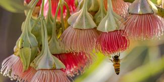 WA's Special Eucalypts