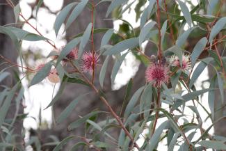 Hakea laurina (Pincushion Hakea)