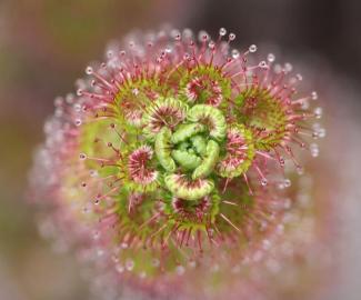 Drosera sp. captured by Basilia Staltari Drosera sp. captured by Basilia Staltari
