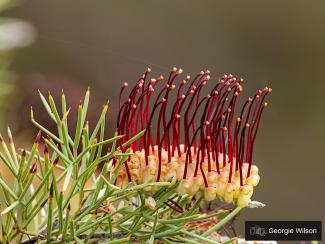 Diverse Divas of the Sandplains Diverse Divas of the Sandplains
