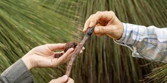 Rich Bushland Resources Rich Bushland Resources