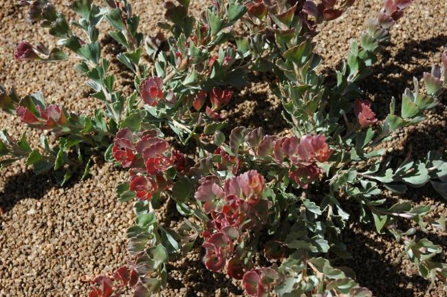 Adenanthos cuneatus | Kings Park