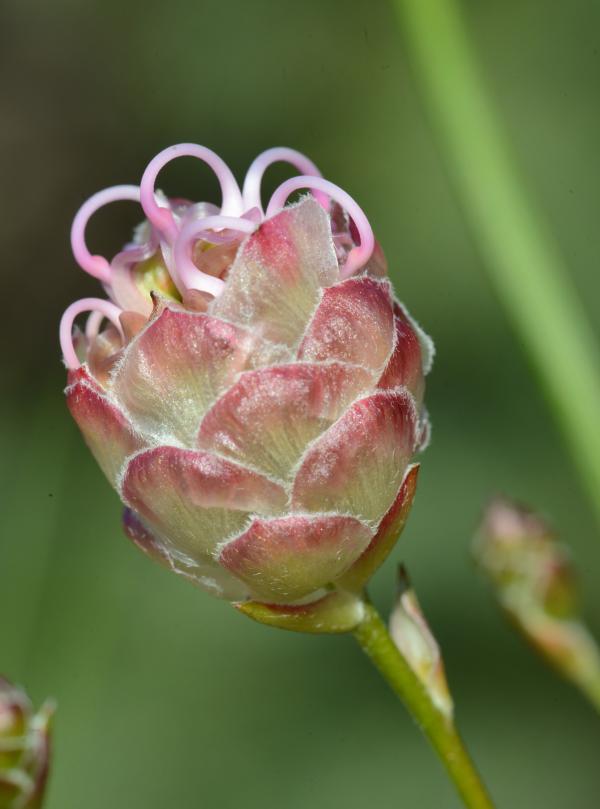 Grevillea bracteosa flower beginning to open.