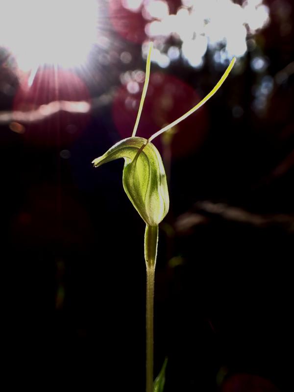 Pterostylis sp. against a black background.