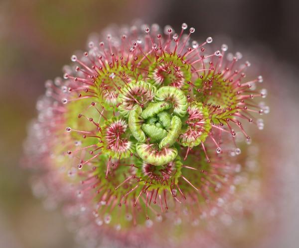 Drosera sp. captured by Basilia Staltari