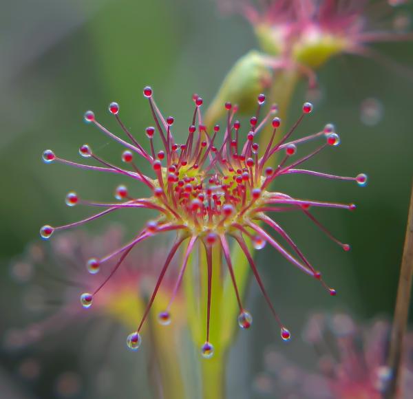 Drosera stolonifera captured by Josh Heard