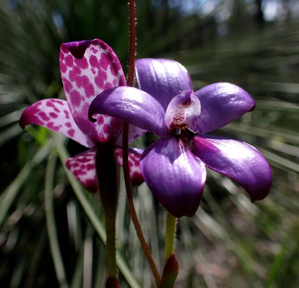 Elythranthera brunonis captured by Jennifer Smith