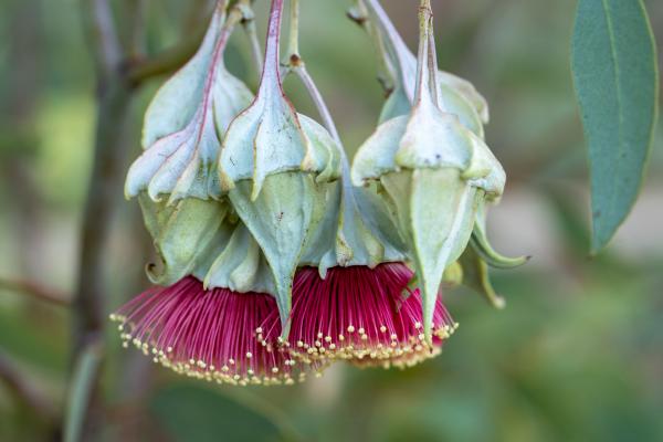 Eucalyptus alatissima captured by Sally Boussoualim