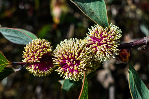 Hakea laurina captured by Chelle Fisher