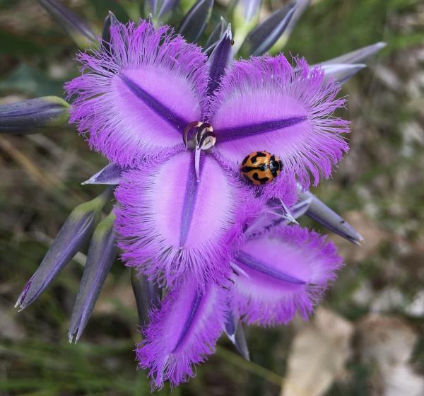 Thysanotus sp. captured by Pauline Drew