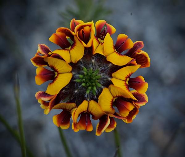 Urodon dasyphyllus (Mop Head Pea) captured by Nola Higgs