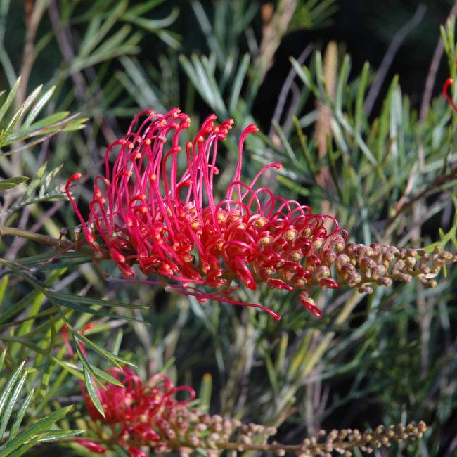 Grevillea &amp;#39;Raspberry Dream&amp;#39; | Kings Park