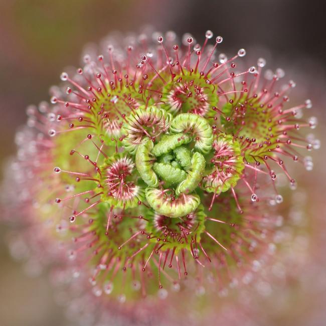 Drosera sp. captured by Basilia Staltari