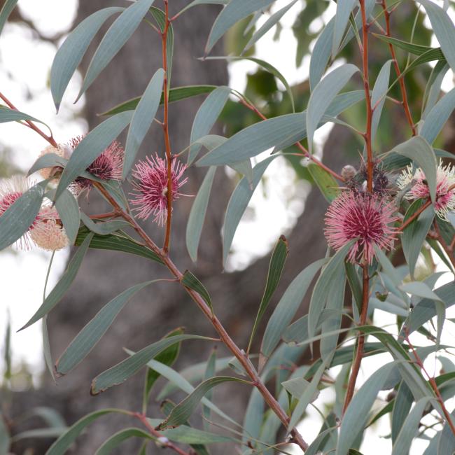 Hakea laurina (Pincushion Hakea)