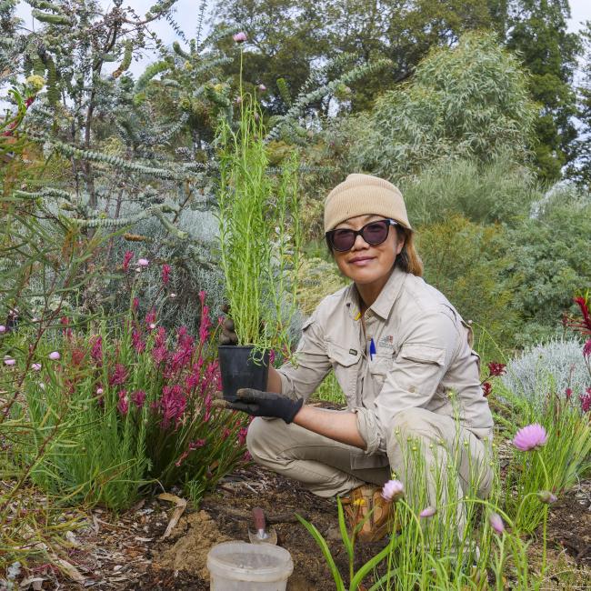 Horticulturist planting Everlastings Horticulturist planting Everlastings
