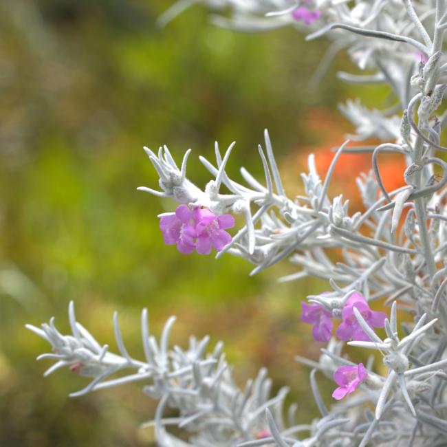 Eremophila nivea 'Pink Pearl' Eremophila nivea 'Pink Pearl'
