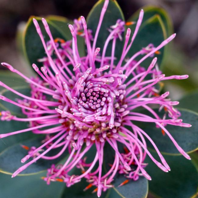 Isopogon latifolius photographer Xiaoyu Yang Isopogon latifolius photographer Xiaoyu Yang