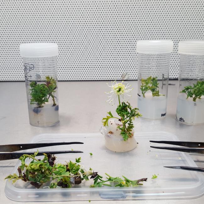plants in agar